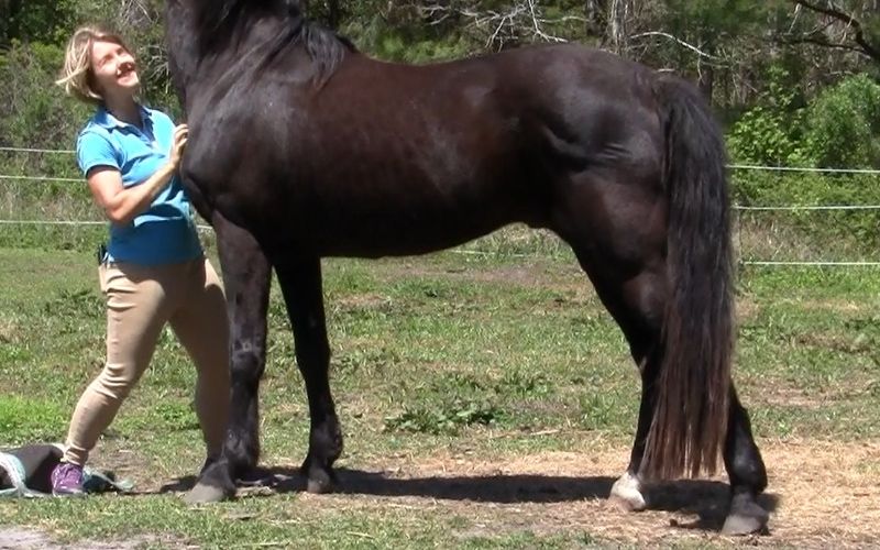 A person demonstrates how to scratch a horse by scratching a black horse who leans into the scratch for more pressure.