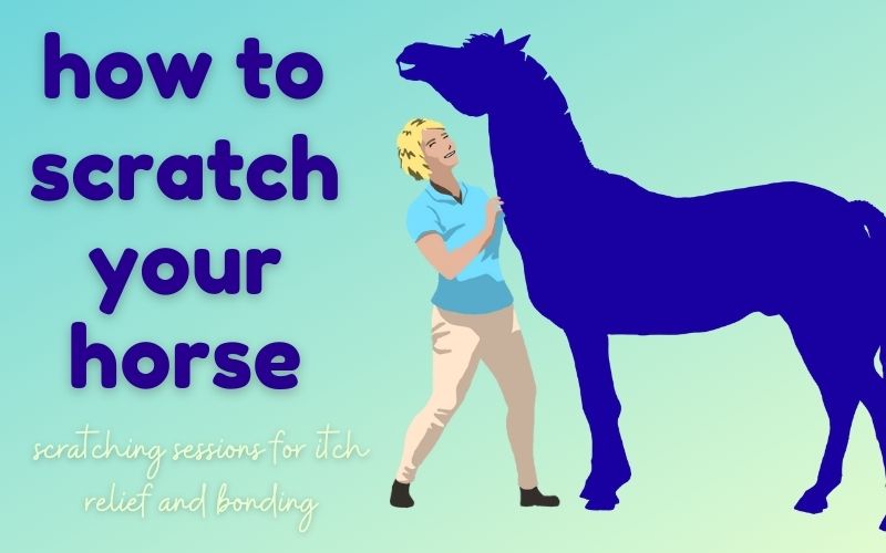 Hero image on light blue background shows horse silhouette appearing to smile as a cartoon girl scratches them. Text reads: How to scratch your horse | scratching sessions for itch relief and bonding