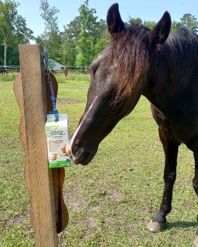 A black gelding licks a paper carton ice block toy in a pasture on a grassy background.