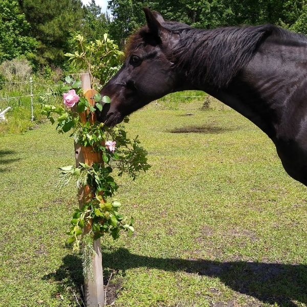 A black horse sniffs flowers and herbs in a DIY browse board for horses mounted on a post in a grassy pasture.