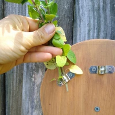 A hand inserts stems of oregano into bracket on a DIY browse board.