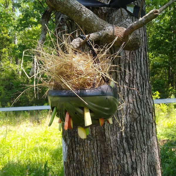 DIY helmet toy hanging from tree branch with hay and treats. 