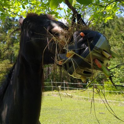 A black horse plays with a used riding helmet hanging from a tree branch and filled with treats.