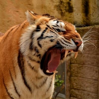 A yawning tiger with teeth on display.