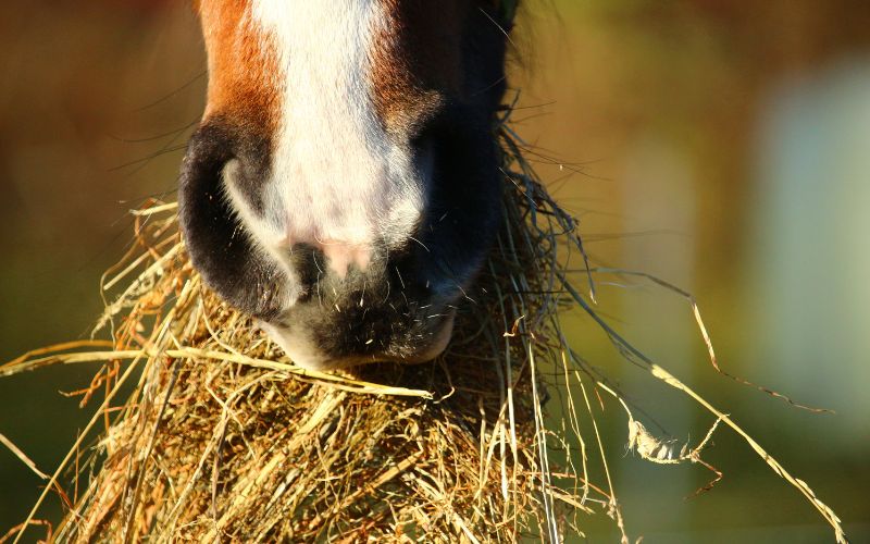 Close up of horse nose and mouth eating forage (hay). 