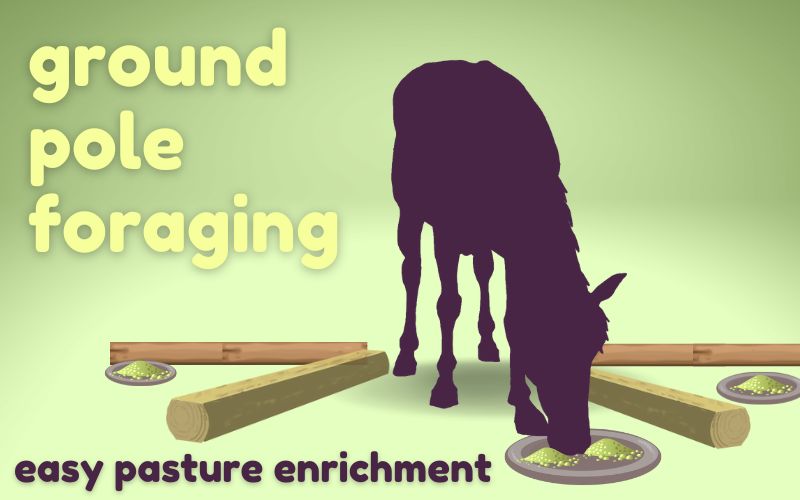 Equine enrichment hero image shows deep purple silhouette of horse facing forward eating from pan surrounded by lumber poles. Yellow text on olive gradient background reads: Ground pole foraging. Easy pasture enrichment.