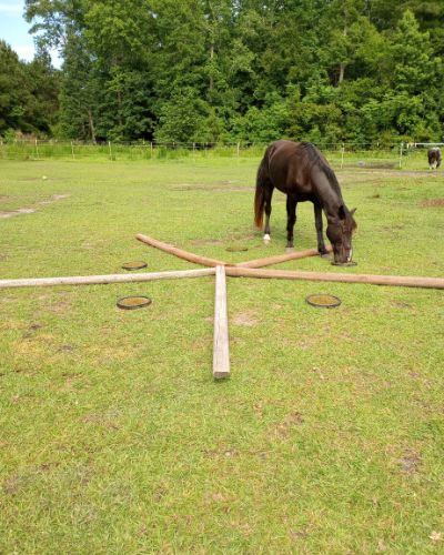 A black gelding in a grassy pasture navigates star shaped ground poles for horses to eat from pans of feed between each "arm" of the star. 