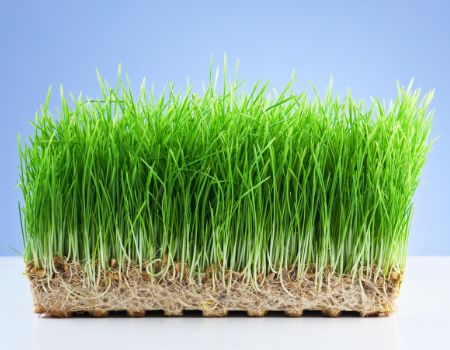 A tray of DIY fodder or sprouted grain for horses made of live wheatgrass on a white and blue background. 