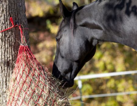 A black horse eats forage from a hay net. 