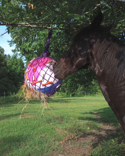 A black horse plays with beach ball stable enrichment toy.