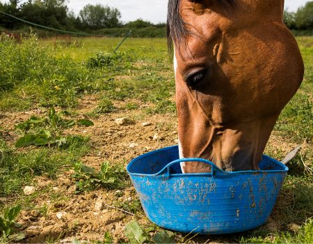 A horse eats grain from a blue bucket. 