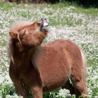 A heavyset mini horse performing Flehmen response lip curl on a blurred flower background. 