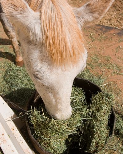 How to Calculate How Much Hay to Feed Your Horse