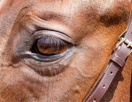 Close up image of bay horse's eye with tense wrinkles around eyelid showing tension that may cause horse to not stand at mounting block.