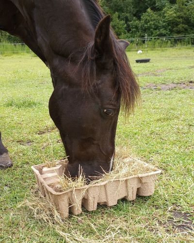 A horse uses a DIY toy in the pasture.