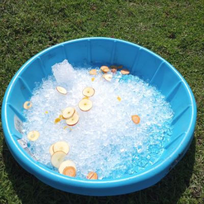 Blue kiddie pool full of ice and apple slices for horses. 