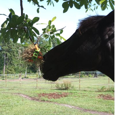 A horse plays with a toy hanging from a tree. 