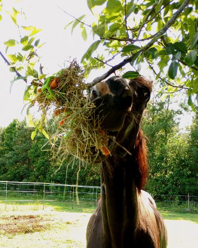 A horse plays with the JW Pet Hol-ee Bone Toy. The horse is black, in background, and the green holey bone is full of hay and carrots and hangs from a tree.