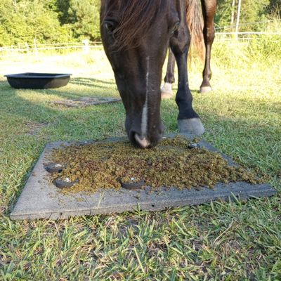 A black gelding in background eats from the horse slow feed mat shown in foreground covered in soaked horse feed.