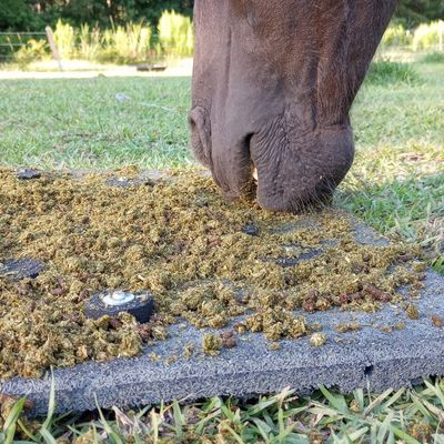 A close up of the horse slow feed mat showing soaked pellet feed and a black horse's muzzle in background