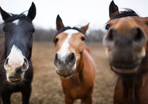 Three horses look straight at camera from close up.