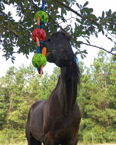A black gelding, seen from a low angle, plays with the swinging snack toy for horses and is seen grabbing a carrot stick from the colorful rubber balls with his teeth.