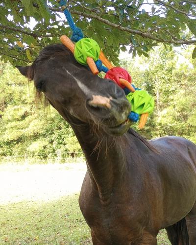 A black gelding in a pasture appears to smile while playing with a hanging horse toy.