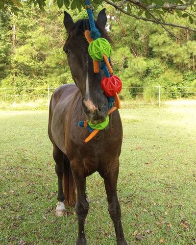 A black gelding seen from front plays with the hanging, swinging snack toy for horses made from three JW Pet Megalast Balls on a lead rope. The horse holds one ball in his mouth as carrots stick from the edges.