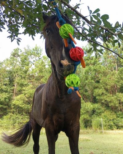 A black gelding seen from front grabs a carrot from a hanging, colorful swinging snack toy made from rubber balls and a blue lead rope.