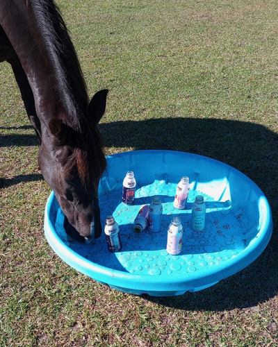 A horse explores a blue kiddie pool holding seven water bottles full of horse treats.