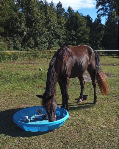 A mid size black horse uses the DIY 5 minute water bottle toy in a pasture with wooded background. 