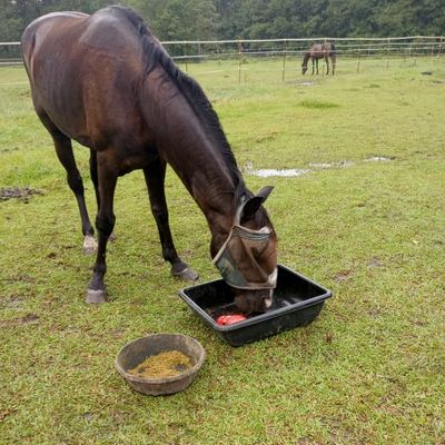 Contrafreeloading in horses shown with horse using red Kong Wobbler in a pan alongside bowl of free food.