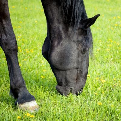 A black gelding showing contrafreeloading in horses while grazing on a pasture of green grass.