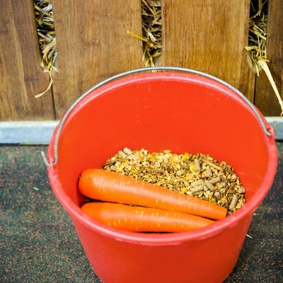 A red bucket of horse feed and two large whole carrots.