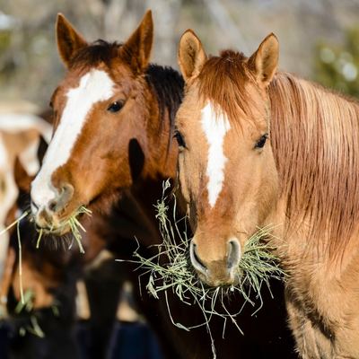 Two chestnut horses with mouths full of hay.