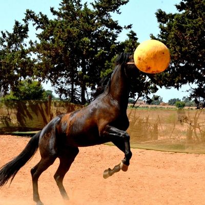 A black gelding throws a yellow ball into the air, rearing up on a sandy background.
