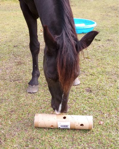 A black gelding shown head on with nose touching a DIY cardboard horse toy on the ground against a grassy background.