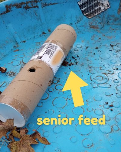 Blue kiddie pool background shows close up image of DIY cardboard horse toy with yellow arrow pointing to feed dropped out of hole. Arrow captioned "senior feed"