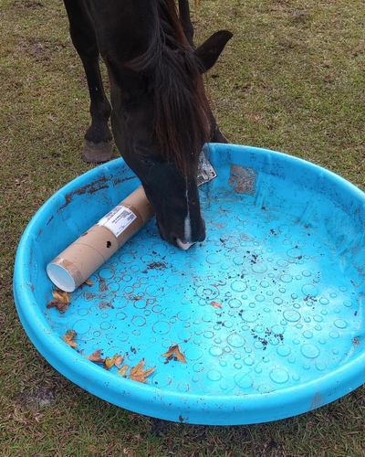 A blue kiddie pool containing DIY cardboard horse toy roller puzzle. A black horse looks down into the pool for treats.