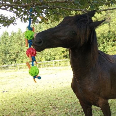 A black gelding plays with a DIY horse toy made from multicolored balls on a rope. The horse's ears are back.
