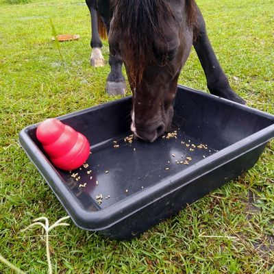 A black gelding plays with a Kong Wobbler toy in a black pan, showing a toy that may be too hard for some horses to solve.