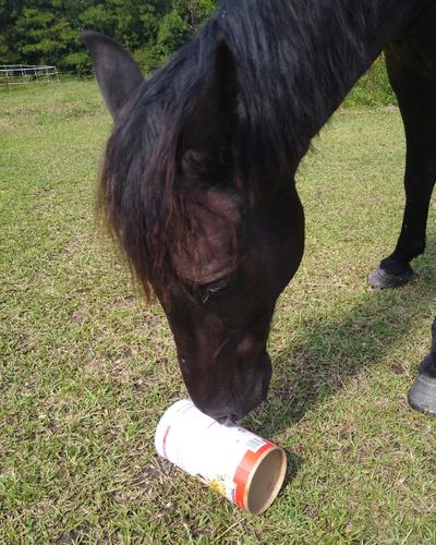A black horse rolls an oatmeal container that is too hard to solve.