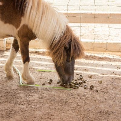 A pinto pony smells a pile of horse manure on the ground.
