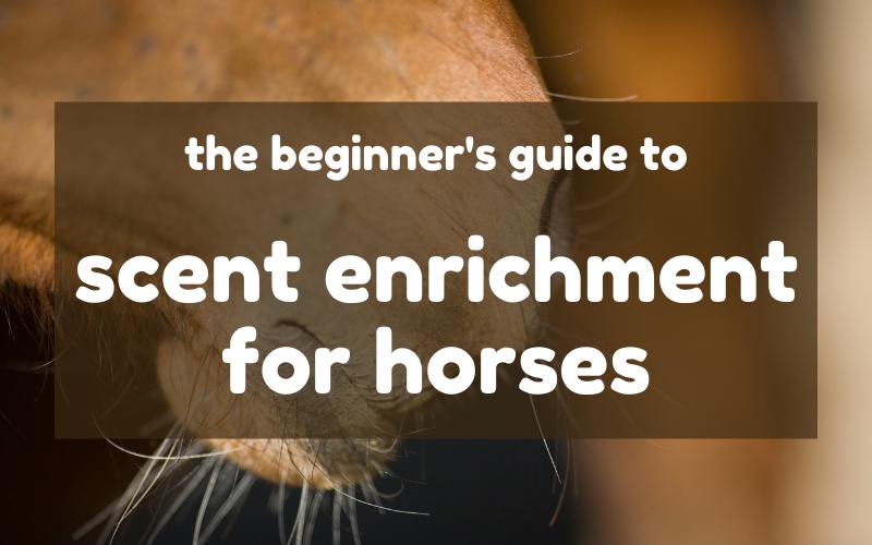 Blog header hero image shows close up horse nose in profile in background. Text box superimposed on image reads in white text, The Beginner's Guide to Scent Enrichment for Horses