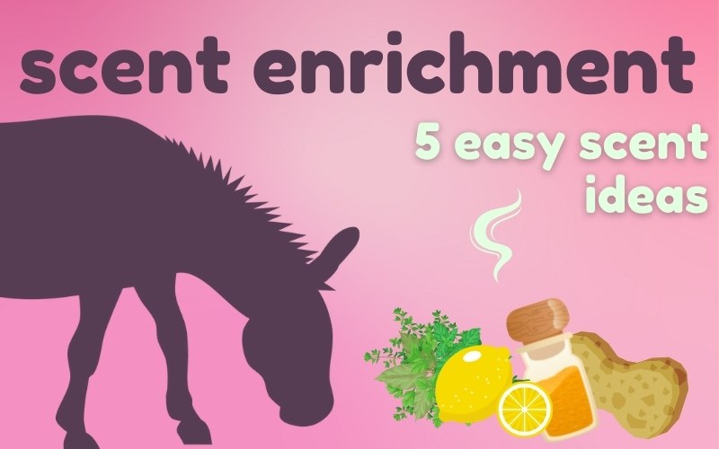Hero image for blog shows pink background with burgundy silhouette of donkey examining pile of herbs, lemon, and vanilla. Text above reads: Scent enrichment. 5 easy scent ideas.