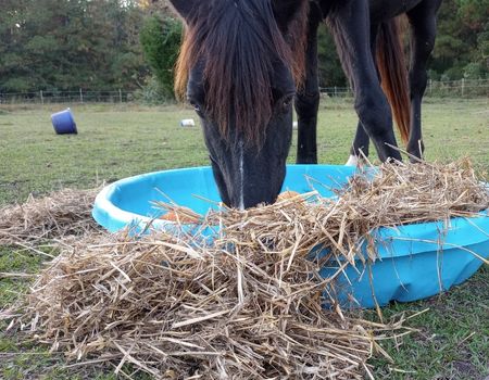 A horse throws straw out of blue plastic kiddie pool in an outdoor paddock