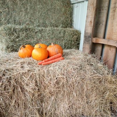 Four small pumpkins and two large carrots on a pile of hay bales for horses.