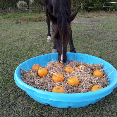 A black gelding seen head on with nose in blue kiddie pool pumpkin and straw forage pile for horses.