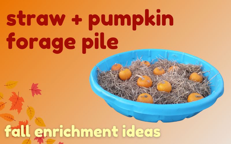 Hero image for blog article on pale orange background with deep red and yellow text. Image shows a blue kiddie pool set up with straw and pumpkins as fall enrichment for horses. Text reads: straw + pumpkin forage pile. Fall enrichment ideas
