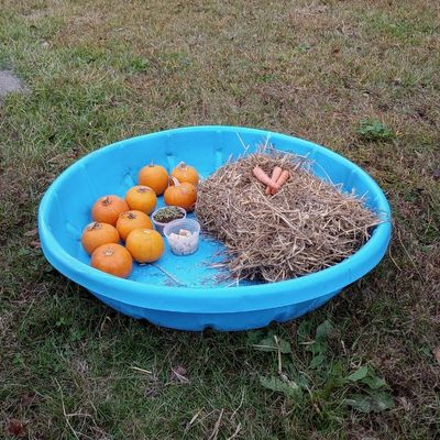 Items and supplies for fall horse enrichment forage pile shown in blue kiddie pool: straw, carrots, pumpkins, and horse treats.